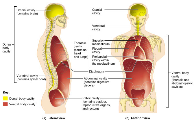 Dorsal body cavity