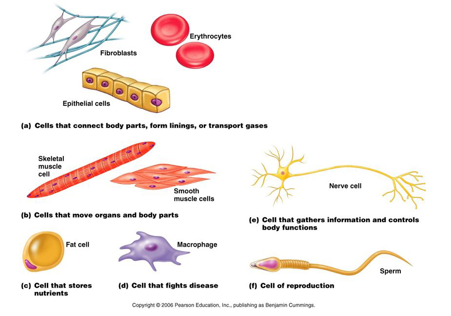 Types of cells